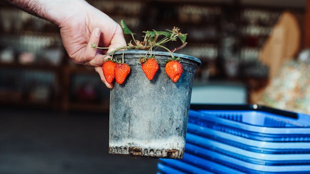 basket of organic strawberries